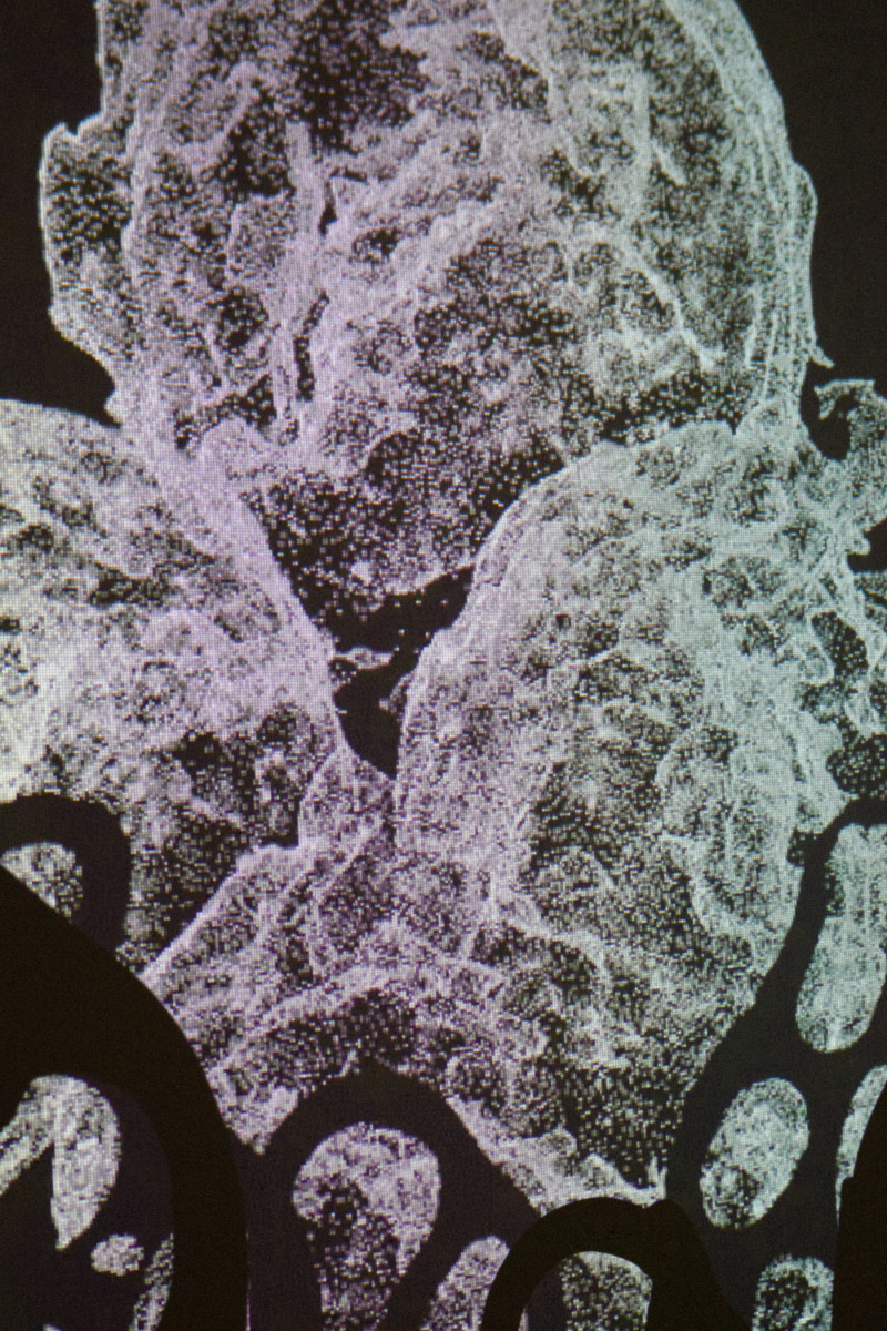images 3D noires et blanches projetées en installation sur un mur et des formes sculptées